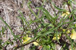 Coastal groundcherry